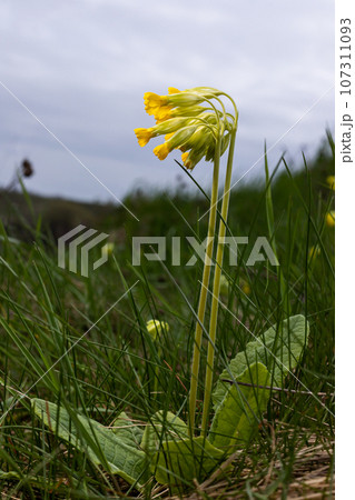 Yellow Primula veris cowslip, common cowslip, cowslip primrose on soft green background.Selective focus Yellow Primula veris cowslip, common cowslip, cowslip primrose on soft green background.Selective focus 107311093
