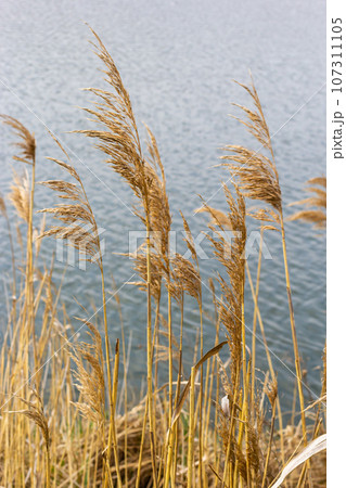 Common reed Phragmites australis. Thickets of fluffy dry trunks of common reed against the background of lake water. Up close Nature concept for design 107311105