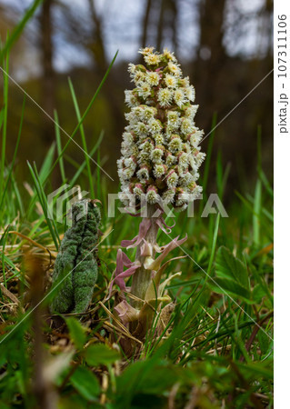 Inflorescences of butterbur, pestilence wort, Petasites hybridus.Blossom, Common butterbur. A blooming butterbur Petasites hybridus flower in the meadow 107311106