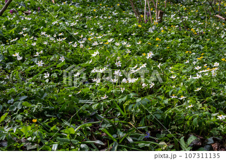 The many white wild flowers in spring forest. Blossom beauty, nature, natural. Sunny summer day, green grass in park. Anemonoides nemorosa 107311135