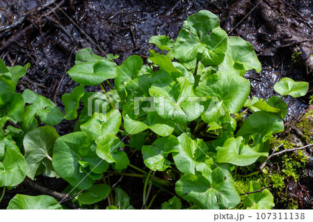 In spring, caltha palustris grows in the moist alder forest. Early spring, wetlands, flooded forest In spring, caltha palustris grows in the moist alder forest. Early spring, wetlands, flooded forest 107311138
