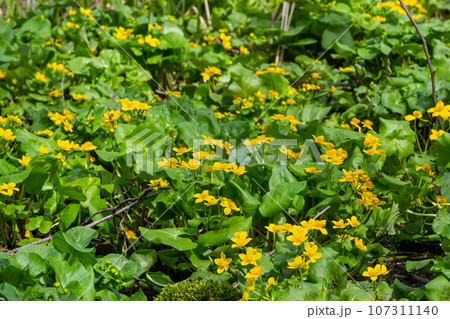 In spring, caltha palustris grows in the moist alder forest. Early spring, wetlands, flooded forest In spring, caltha palustris grows in the moist alder forest. Early spring, wetlands, flooded forest 107311140