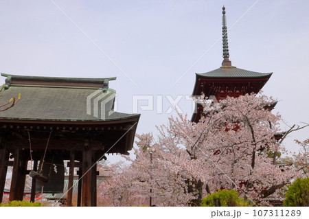 青森県弘前市銅屋町　桜の名所金剛山最勝院のベニシダレザクラに囲まれた五重の塔と鐘撞堂 107311289