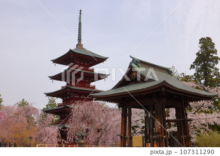 青森県弘前市銅屋町 桜の名所金剛山最勝院のベニシダレザクラに囲まれた五重の塔と鐘撞堂 青森県弘前市銅屋町 桜の名所金剛山最勝院のベニシダレザクラに囲まれた五重の塔と鐘撞堂 107311290