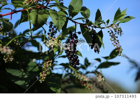 紫色に完熟してきた、ヨウシュヤマゴボウの実 107311493