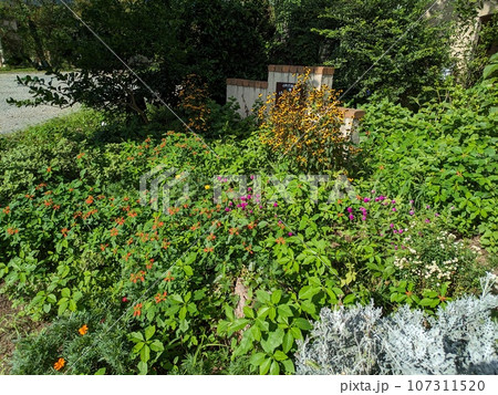 秋の庭に咲くシロタエギクとショウジョウソウとセンニチコウとルドベキアタカオの花々 107311520