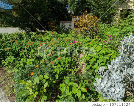 秋の庭に咲くシロタエギクとショウジョウソウとセンニチコウとルドベキアタカオの花々 秋の庭に咲くシロタエギクとショウジョウソウとセンニチコウとルドベキアタカオの花々 107311524
