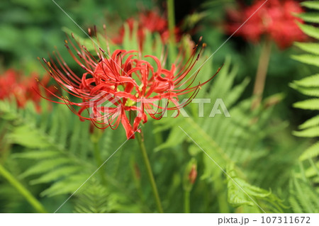 彼岸に真っ赤に咲いた、ヒガンバナ 彼岸に真っ赤に咲いた、ヒガンバナ 107311672