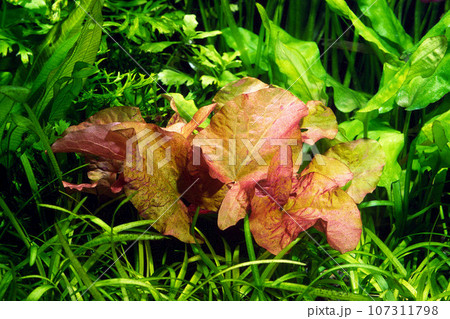 セイロンヌパール 熱帯スイレン 水草 アクアリウム セイロンヌパール 熱帯スイレン 水草 アクアリウム 107311798