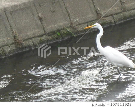 川でエサを探すシラサギさんの子供を撮影しました。 川でエサを探すシラサギさんの子供を撮影しました。 107311925