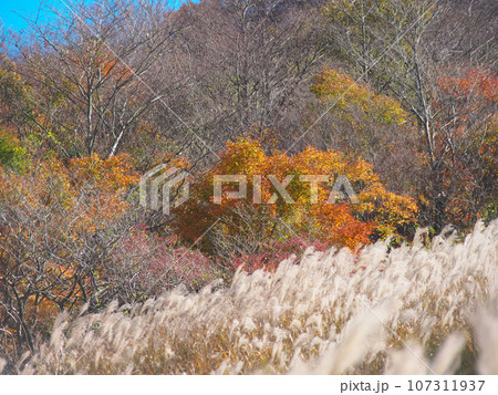 【神奈川県足柄下郡箱根町】　仙石原のススキと紅葉 　自然風景（2023年11月） 107311937
