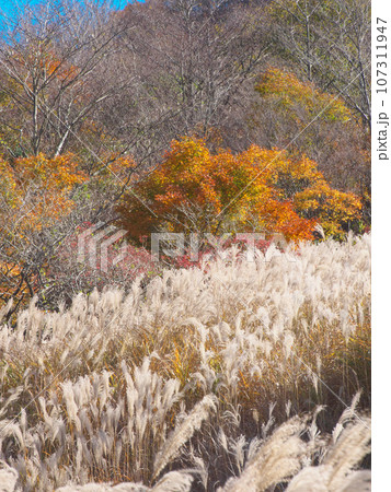 【神奈川県足柄下郡箱根町】　仙石原のススキと紅葉 　自然風景（2023年11月） 107311947