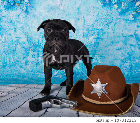 Black male American Staffordshire Bull Terrier dog puppy with hat on blue background 107312215