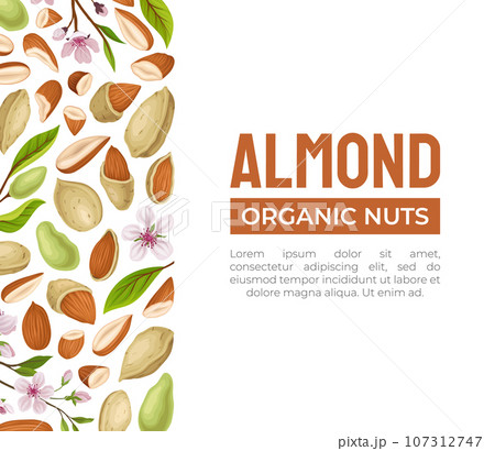 Almond Nut Banner Design with Kernel in Shell Vector Template Almond Nut Banner Design with Kernel in Shell Vector Template 107312747