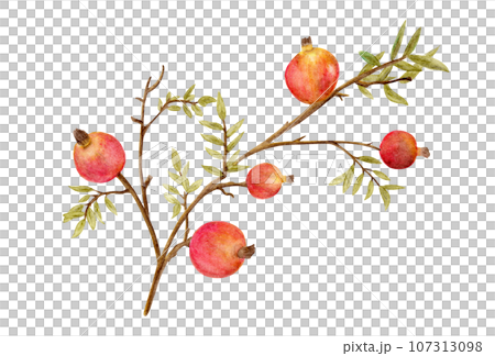 Watercolor painting of Vintage Pomegranate. 107313098