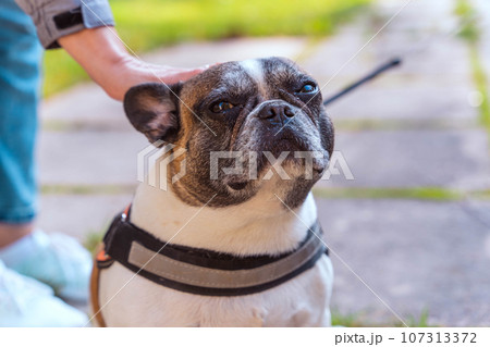 a woman's hand strokes a French bulldog. The owner gently caresses his dog a woman's hand strokes a French bulldog. The owner gently caresses his dog 107313372