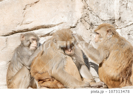 東武動物公園　仲良しの猿 107313478