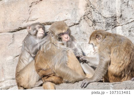 東武動物公園 仲良しの猿 東武動物公園 仲良しの猿 107313481