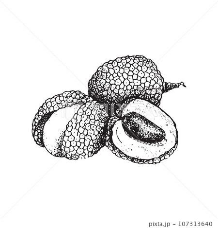 Lychee, Lychee sketch vector illustration, Vector hand drawn illustration Lychee, Lychee sketch vector illustration, Vector hand drawn illustration 107313640