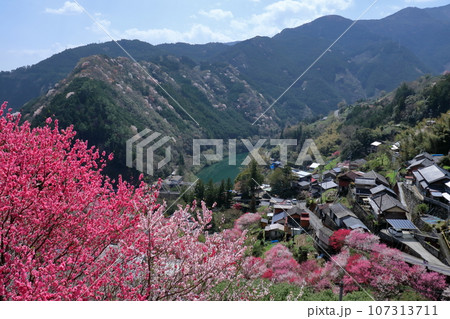 仁淀川町寺村地区 春らんまん (高知県) 仁淀川町寺村地区 春らんまん (高知県) 107313711