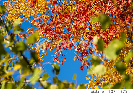 Multi-colored leaves on tree branches against a blue sky. Autumn background 107313753