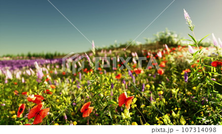 A colorful field of flowers under a clear blue sky A colorful field of flowers under a clear blue sky 107314098