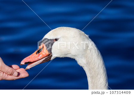 手からエサをもらう白鳥 107314409