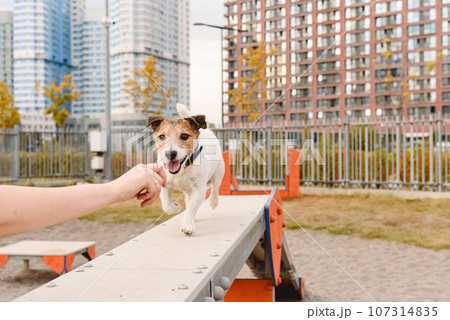 Dog in urban training park learning to run on dog walk beam 107314835