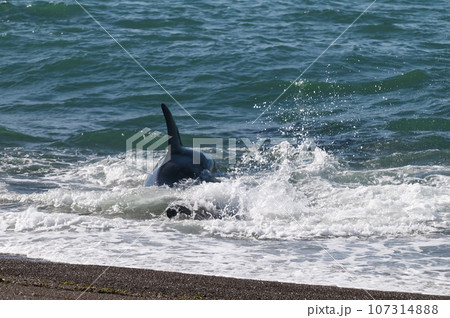 Orca hunting sea lions in the shoreline ,Peninsula Valdes, Patagonia, Argentina. Orca hunting sea lions in the shoreline ,Peninsula Valdes, Patagonia, Argentina. 107314888