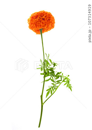 Cempasuchil orange flower on white background. Mexican flower Cempasuchil orange flower on white background. Mexican flower 107314919