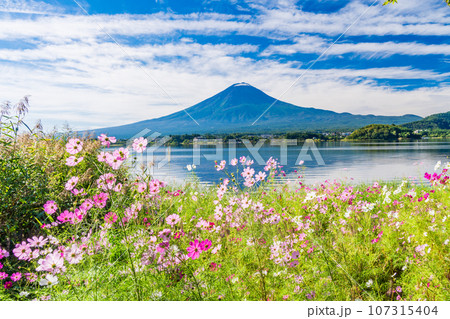 （山梨県）河口湖・湖畔のコスモスと富士山 107315404