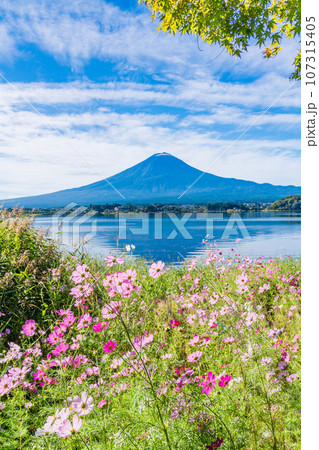（山梨県）河口湖・湖畔のコスモスと富士山 107315405