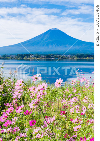 (山梨県)河口湖・湖畔のコスモスと富士山 (山梨県)河口湖・湖畔のコスモスと富士山 107315406