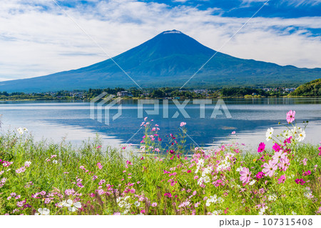 (山梨県)河口湖・湖畔のコスモスと富士山 (山梨県)河口湖・湖畔のコスモスと富士山 107315408