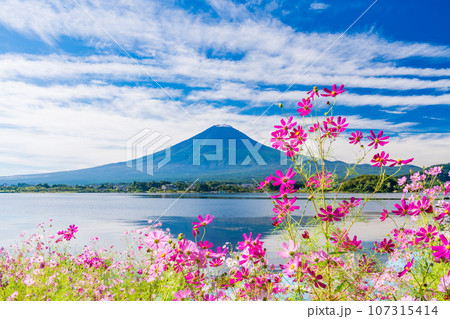 (山梨県)河口湖・湖畔のコスモスと富士山 (山梨県)河口湖・湖畔のコスモスと富士山 107315414