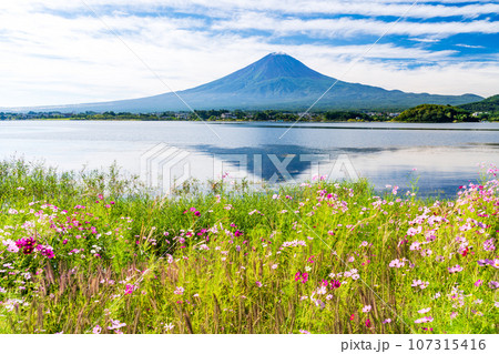 （山梨県）河口湖・湖畔のコスモスと富士山 107315416