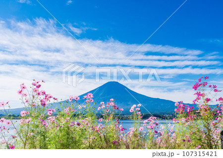 (山梨県)河口湖・湖畔のコスモスと富士山 (山梨県)河口湖・湖畔のコスモスと富士山 107315421