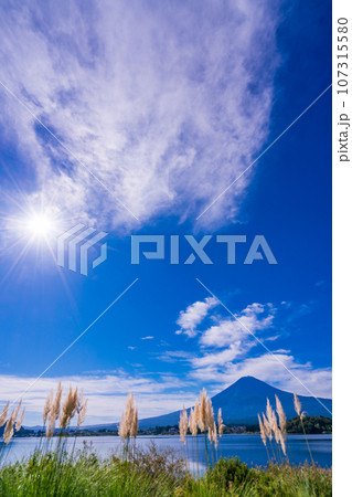 （山梨県）河口湖・湖畔のパンパスグラスと富士山 107315580