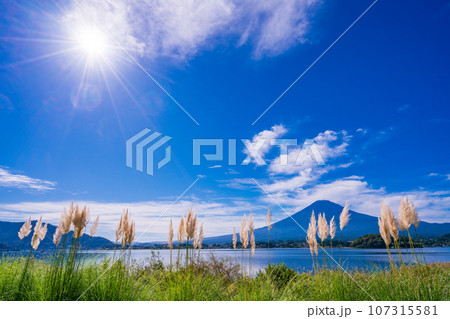 （山梨県）河口湖・湖畔のパンパスグラスと富士山 107315581