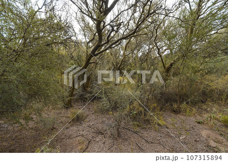 Calden forest landscape, Geoffraea decorticans plants, La Pampa province, Patagonia, Argentina. Calden forest landscape, Geoffraea decorticans plants, La Pampa province, Patagonia, Argentina. 107315894