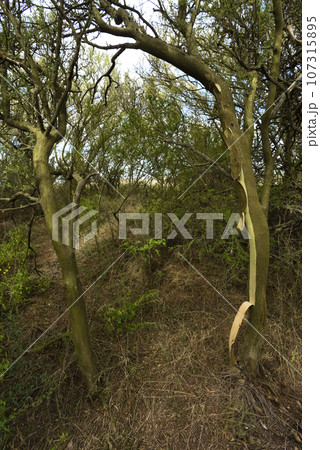 Calden forest landscape, La Pampa province, Patagonia, Argentina. Calden forest landscape, La Pampa province, Patagonia, Argentina. 107315895