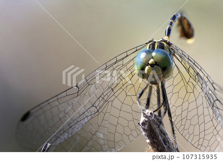 Macro close up, focus stacked shot of a yellow, green and black dragonfly Macro close up, focus stacked shot of a yellow, green and black dragonfly 107315935