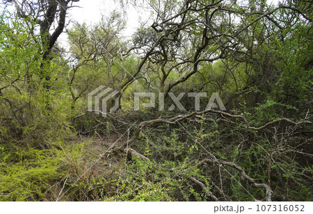 Calden forest landscape, Geoffraea decorticans plants, La Pampa province, Patagonia, Argentina. Calden forest landscape, Geoffraea decorticans plants, La Pampa province, Patagonia, Argentina. 107316052