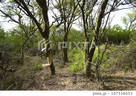 Calden forest landscape, Geoffraea decorticans plants, La Pampa province, Patagonia, Argentina. 107316053