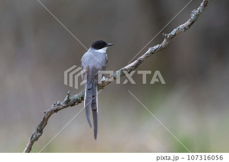 Fork tailed Flycatcher perched in forest, La Pampa Province, Patagonia, Argentina. 107316056
