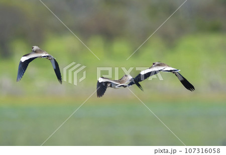 Southern Lapwing, Vanellus chilensis in flight, La Pampa Province, Patagonia, Argentina 107316058