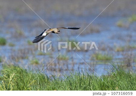Southern Lapwing, Vanellus chilensis in flight, La Pampa Province, Patagonia, Argentina 107316059