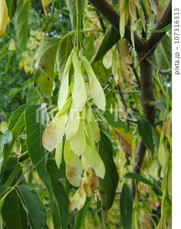 Close-up of fruits with seeds of the deciduous tree Acer negundo. 107316313