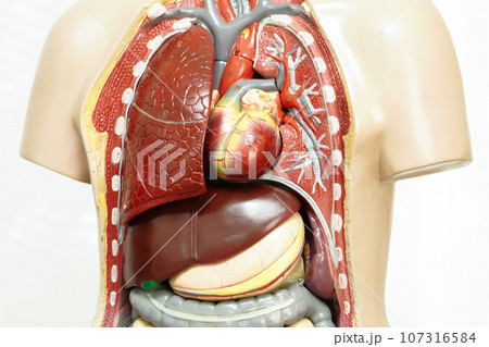 Human body anatomy organ model isolated on white background with clipping path for study education medical course. Human body anatomy organ model isolated on white background with clipping path for study education medical course. 107316584