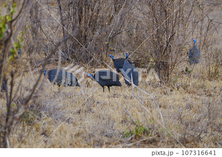 Flock of Helmeted guineafowl birds on african savanna at Tsavo East National Park in Kenya Flock of Helmeted guineafowl birds on african savanna at Tsavo East National Park in Kenya 107316641